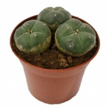 images/productimages/small/lophophora peyote 3 head.jpg